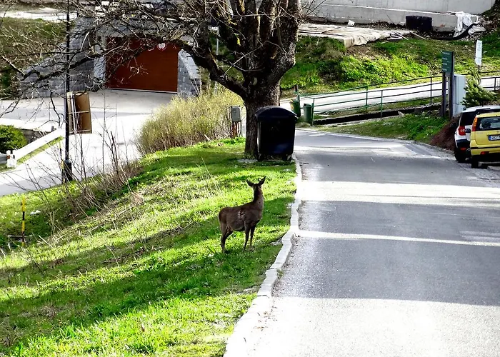 Dalibor Ii č. 305 Apartman *